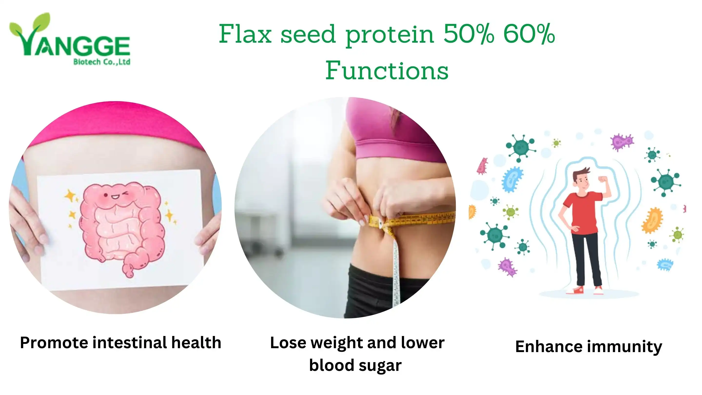 Flax seed protein powder 50% 60% supplier