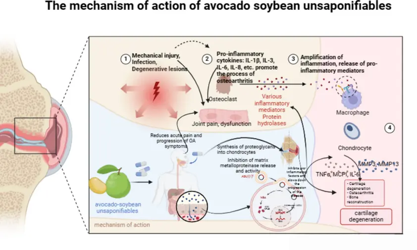 The mechanism of action of avocado–soybean unsaponifiables | Download Scientific Diagram The mechanism of action of avocado–soybean unsaponifiables | Download Scientific Diagram