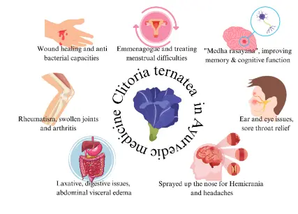 The Potential for the Implementation of Pea Flower (Clitoria ternatea) Health Properties in Food Matrix The Potential for the Implementation of Pea Flower (Clitoria ternatea) Health Properties in Food Matrix