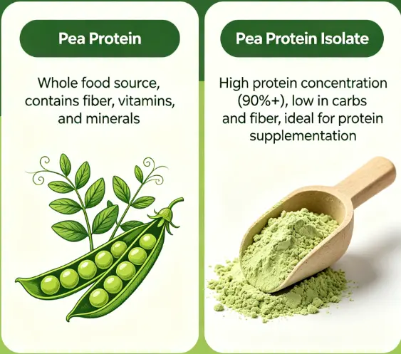 Pea Protein vs Pea Protein Isolate: Comparing Benefits -ETprotein Pea Protein vs Pea Protein Isolate: Comparing Benefits -ETprotein