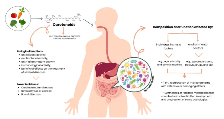 Carotenoids Diet: Digestion, Gut Microbiota Modulation, and Inflammatory Diseases Carotenoids Diet: Digestion, Gut Microbiota Modulation, and Inflammatory Diseases