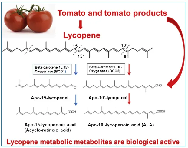Tomato lycopene prevention of alcoholic fatty liver disease and hepatocellular carcinoma development | Semantic Scholar Tomato lycopene prevention of alcoholic fatty liver disease and hepatocellular carcinoma development | Semantic Scholar