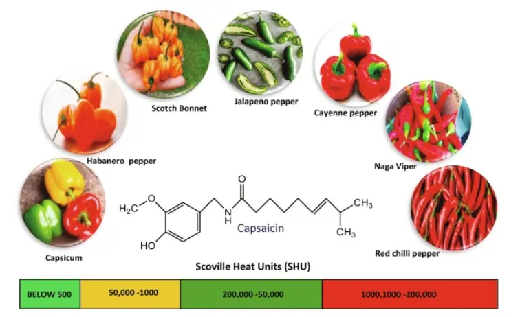 Chemical Structure Of Capsaicin From Chili Seeds, Yield, 52% OFF Chemical Structure Of Capsaicin From Chili Seeds, Yield, 52% OFF