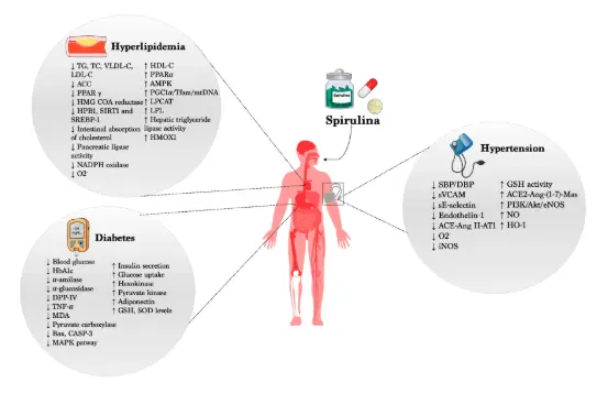Beneficial Effects of Spirulina Supplementation in the Management of Cardiovascular Diseases Beneficial Effects of Spirulina Supplementation in the Management of Cardiovascular Diseases